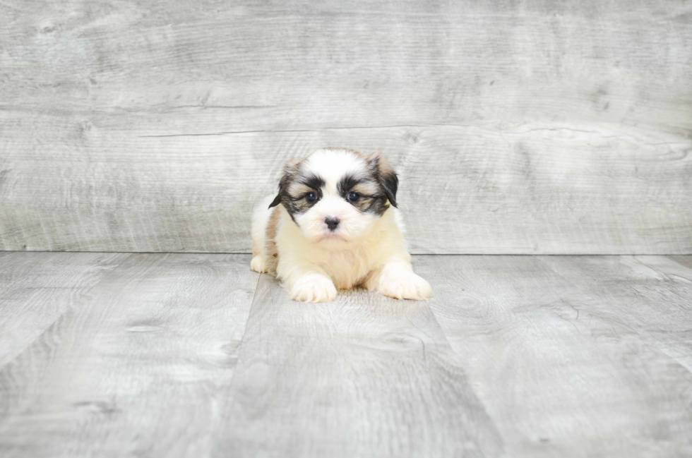 Fluffy Teddy Bear Designer Pup