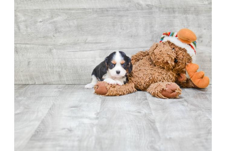 Playful Cavalier King Charles Spaniel Baby