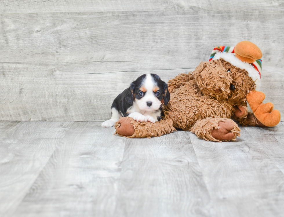 Playful Cavalier King Charles Spaniel Baby