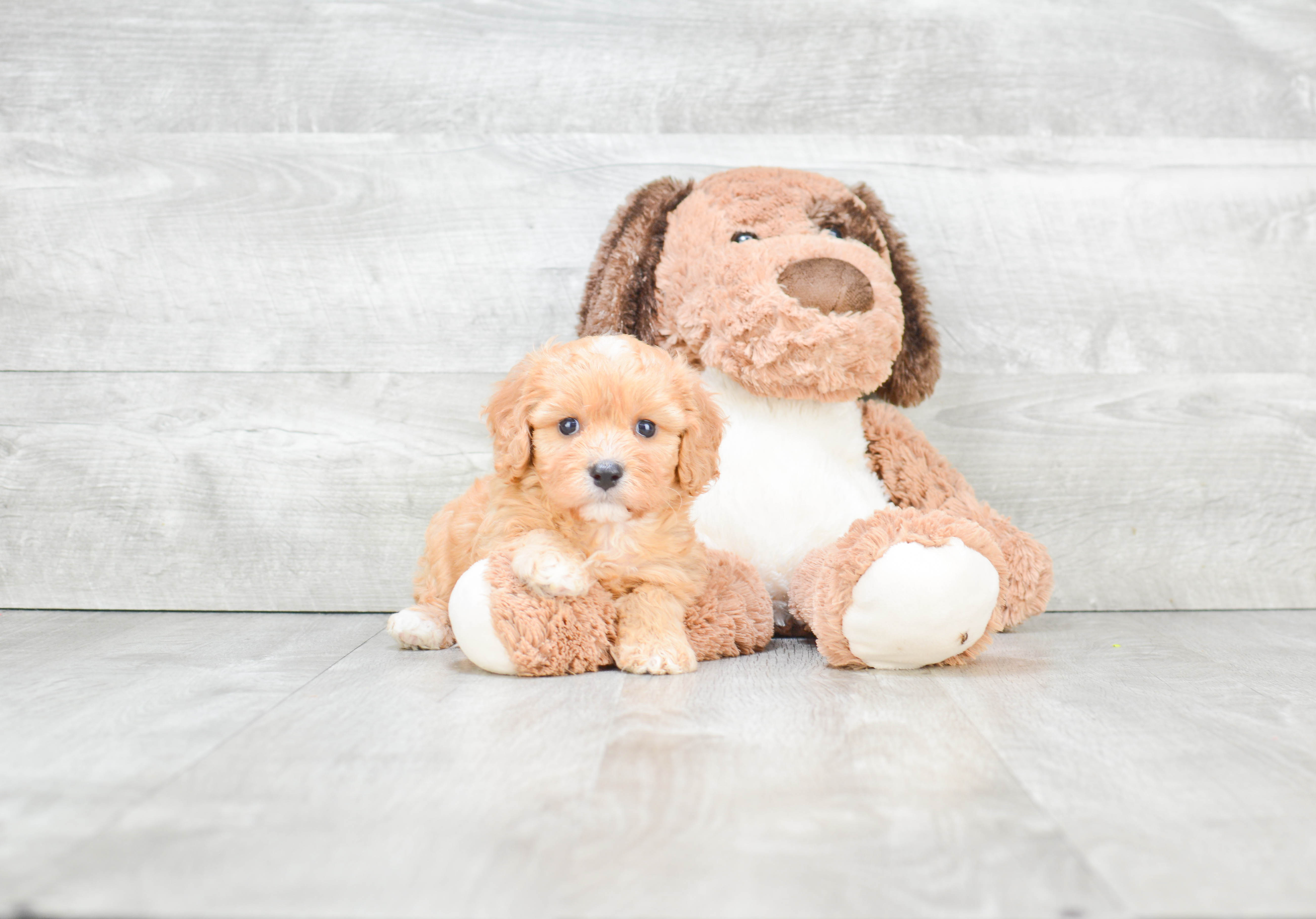 Adorable Cavalier Designer Puppy