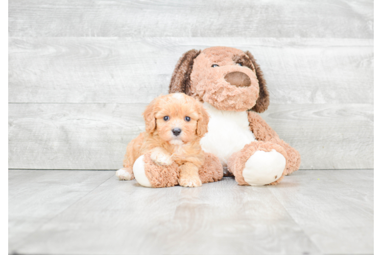 Adorable Cavalier Designer Puppy