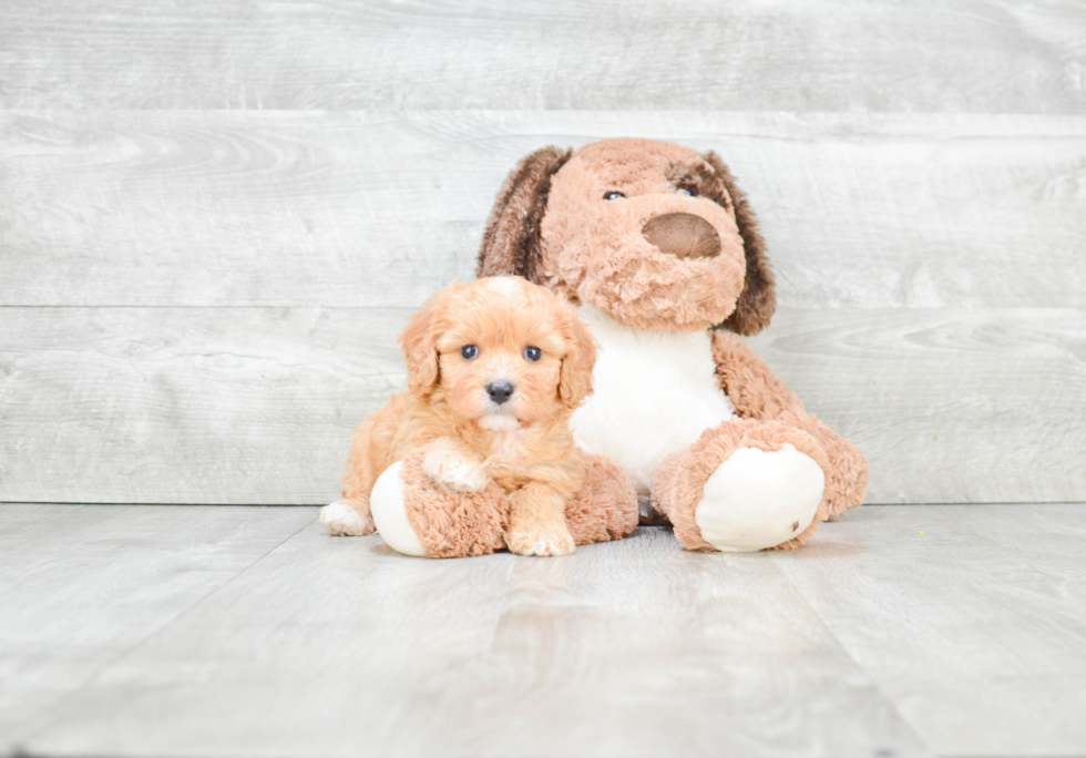 Adorable Cavalier Designer Puppy