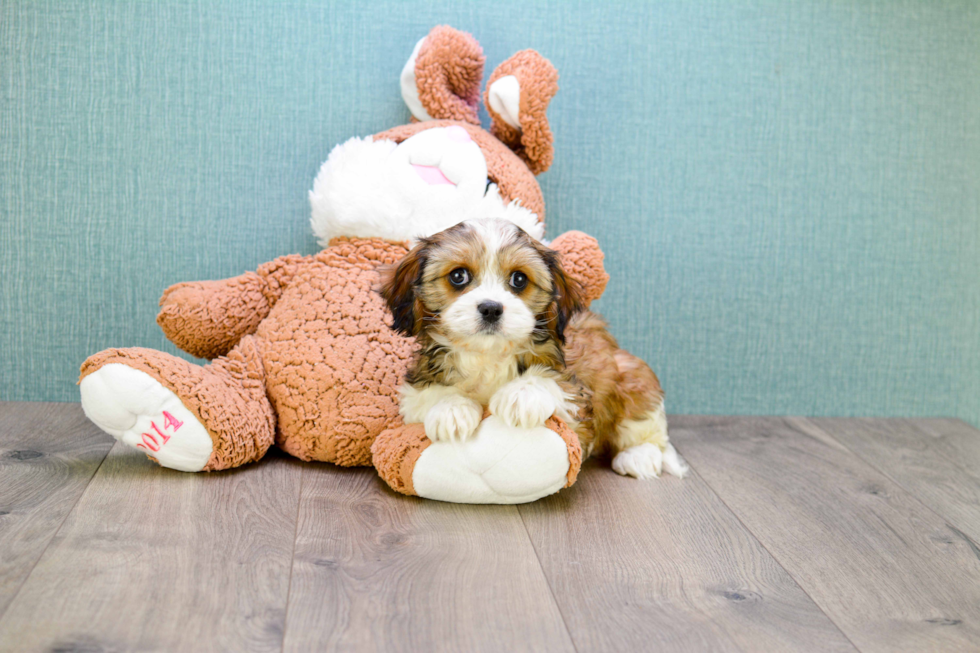 Meet Karl - our Cavachon Puppy Photo 