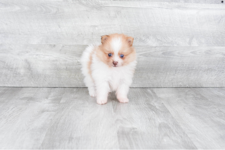 Pomeranian Pup Being Cute