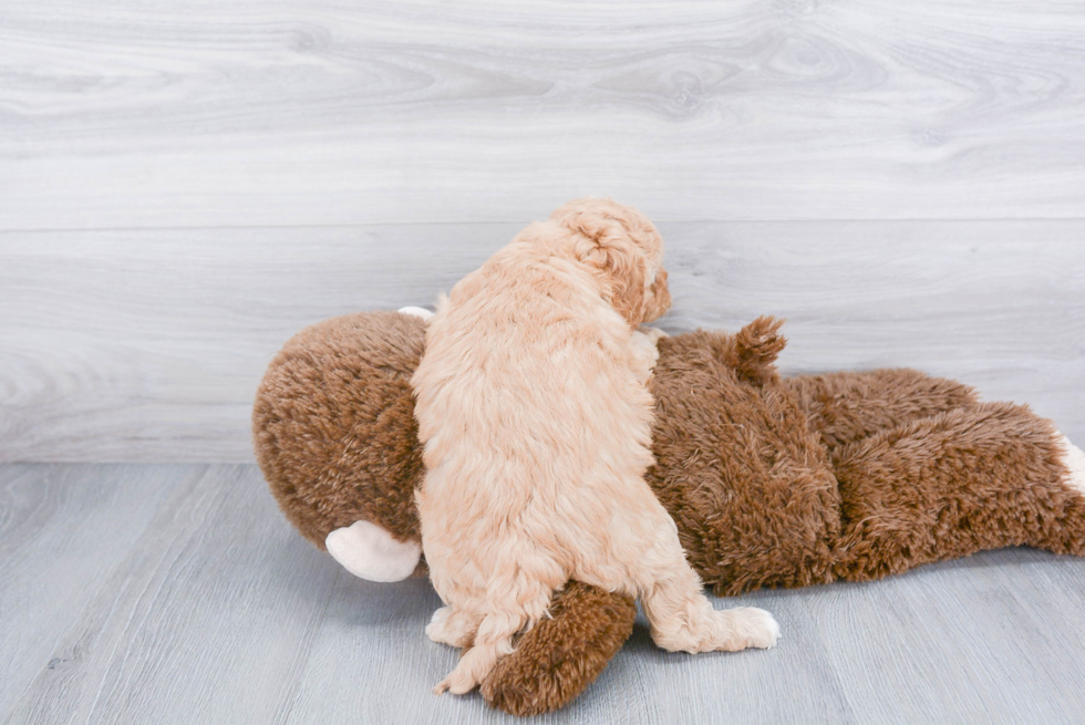 Smart Cavapoo Poodle Mix Pup