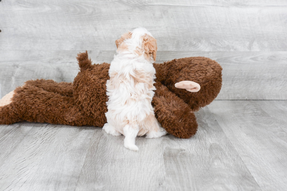 Cavapoo Puppy for Adoption