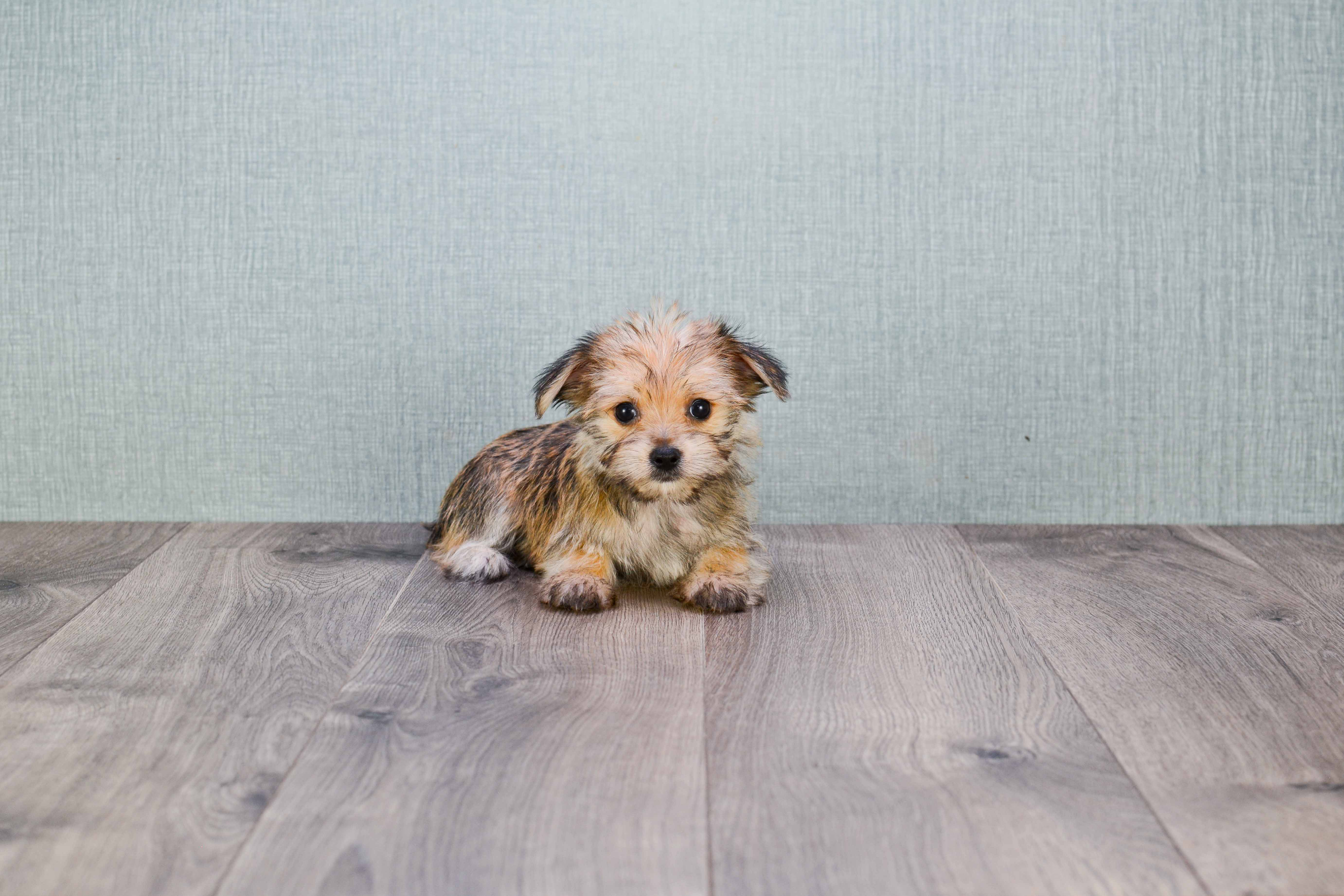 Small Morkie Baby