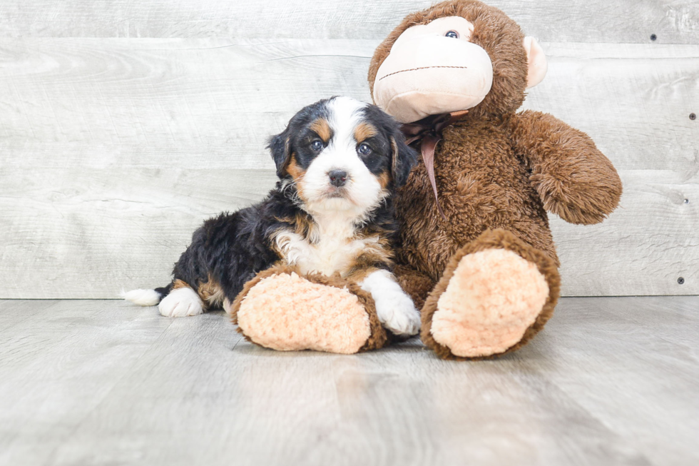 Petite Mini Bernedoodle Poodle Mix Pup