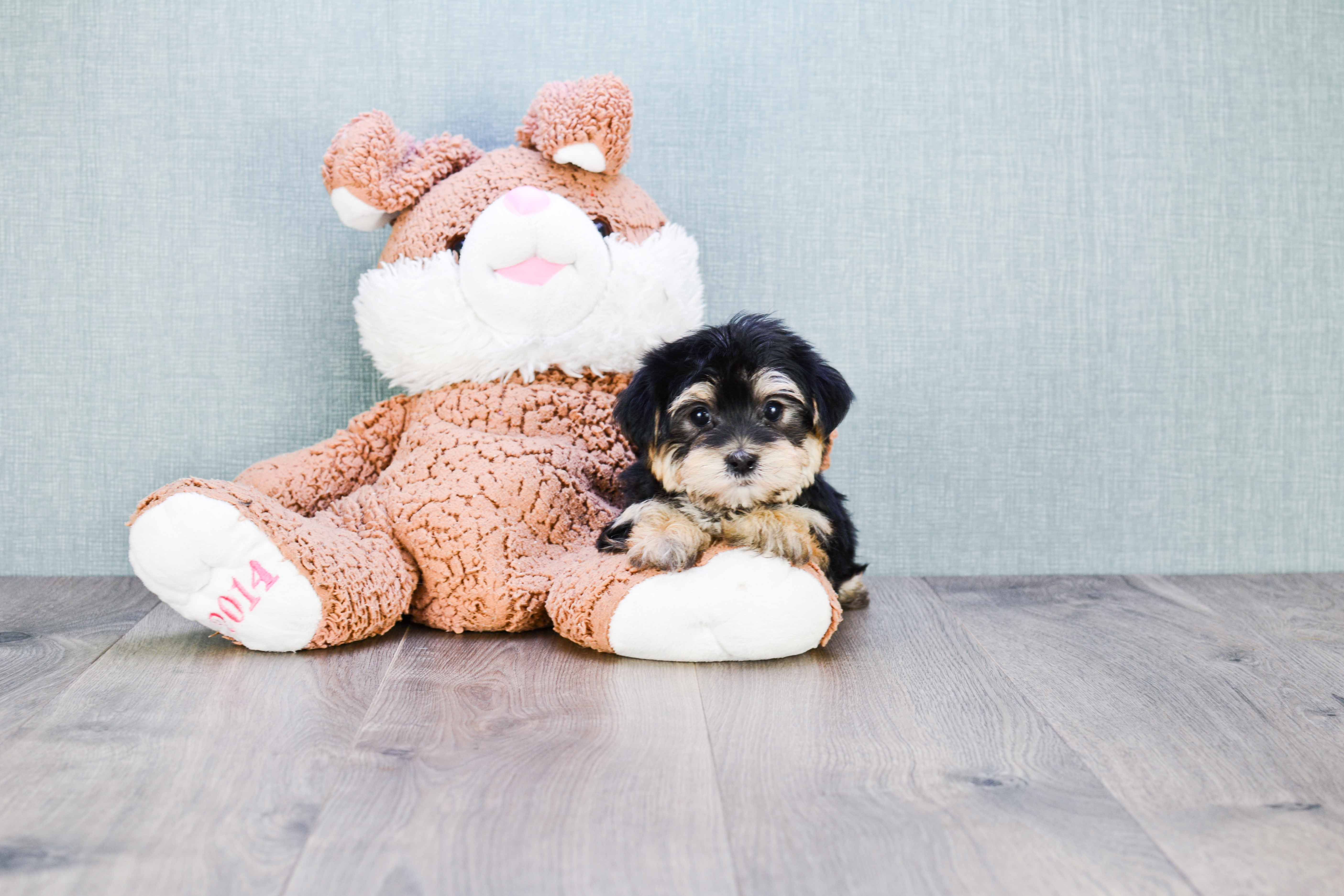 Popular Morkie Designer Pup