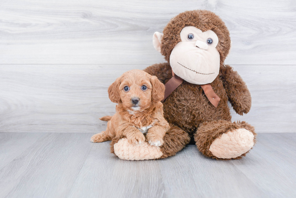 Mini Goldendoodle Pup Being Cute