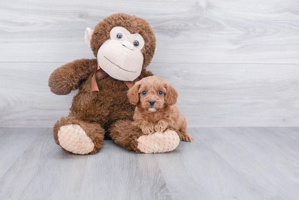 Small Cavapoo Baby