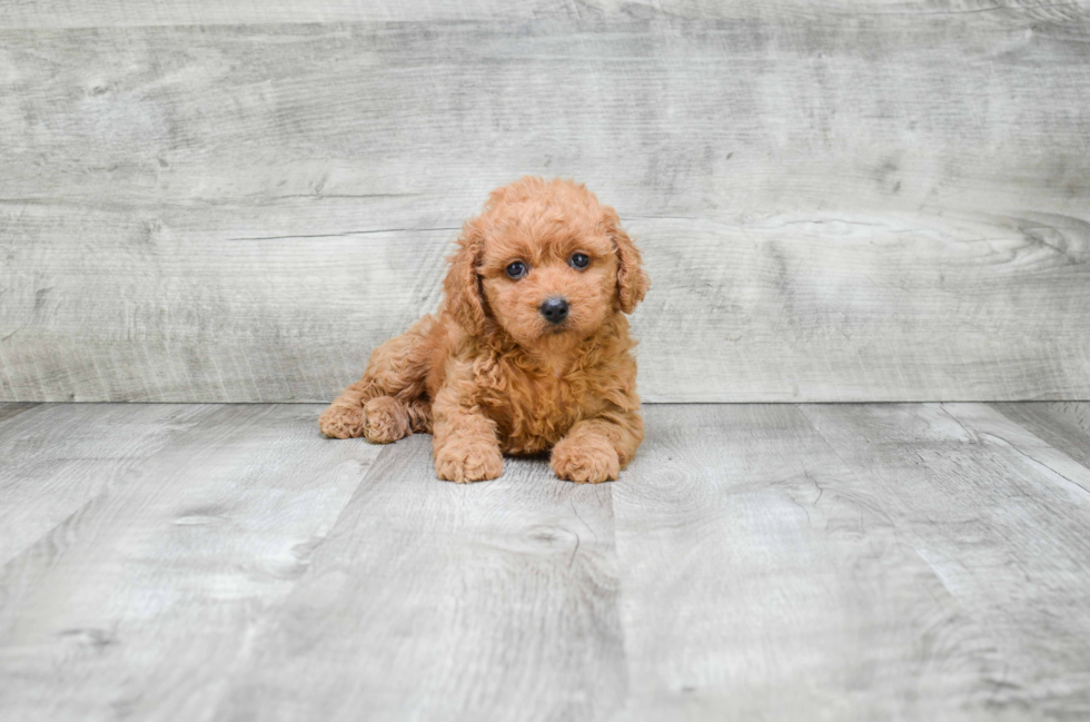 Playful Cavoodle Poodle Mix Puppy