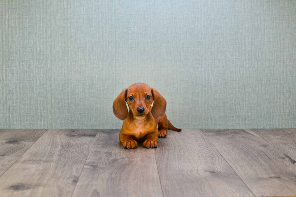 Dachshund Pup Being Cute