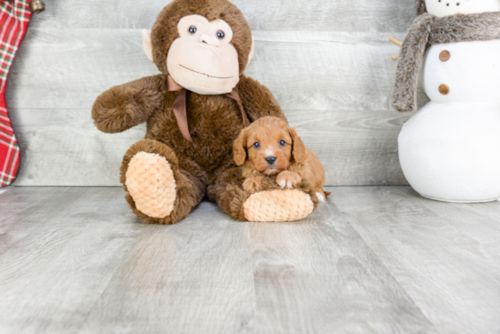 Funny Cavapoo Poodle Mix Pup