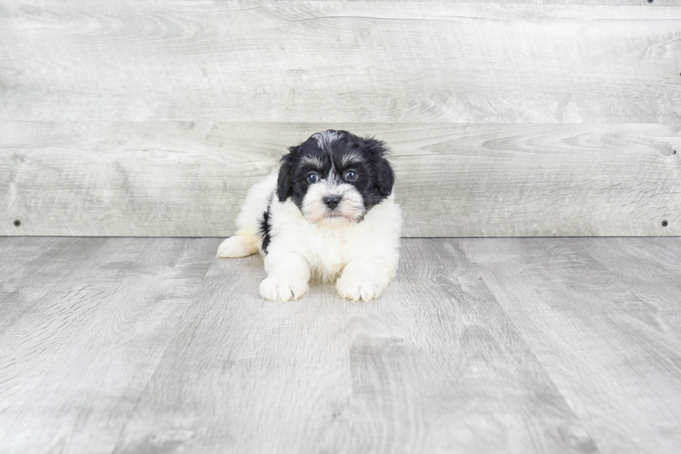 Friendly Havanese Purebred Pup