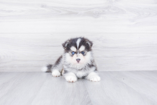 Pomsky Puppy for Adoption