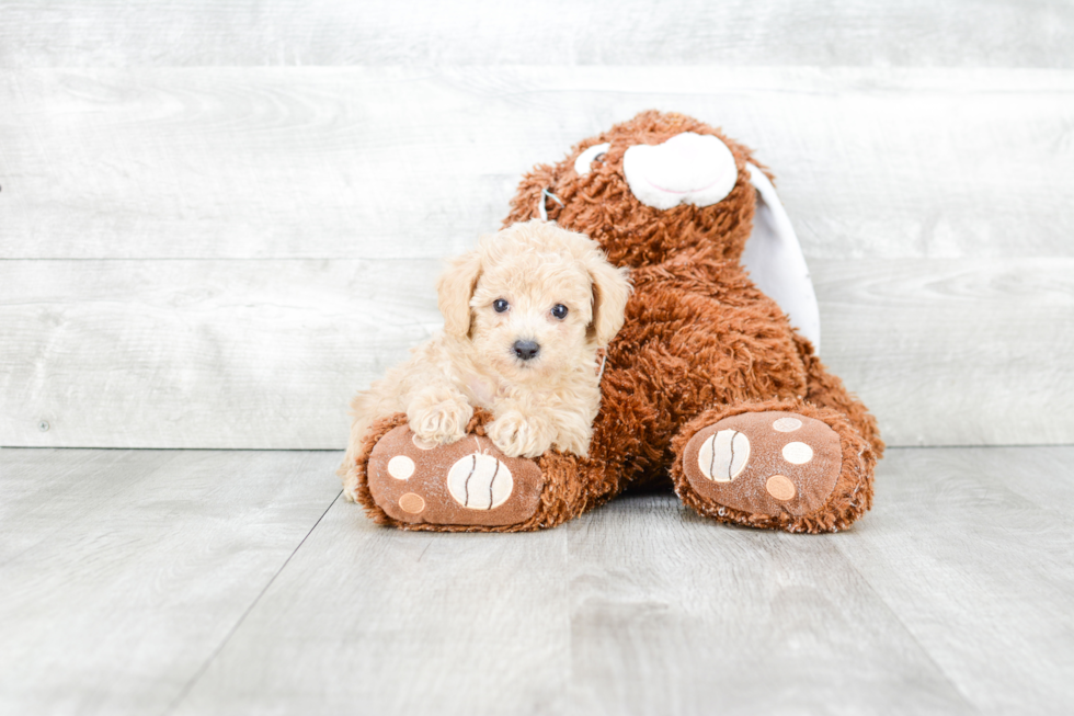 Poodle Puppy for Adoption