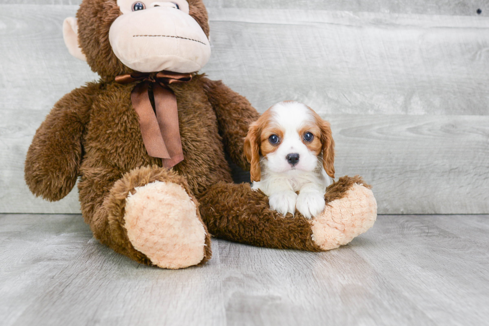 Hypoallergenic Cavalier King Charles Spaniel Purebred Pup