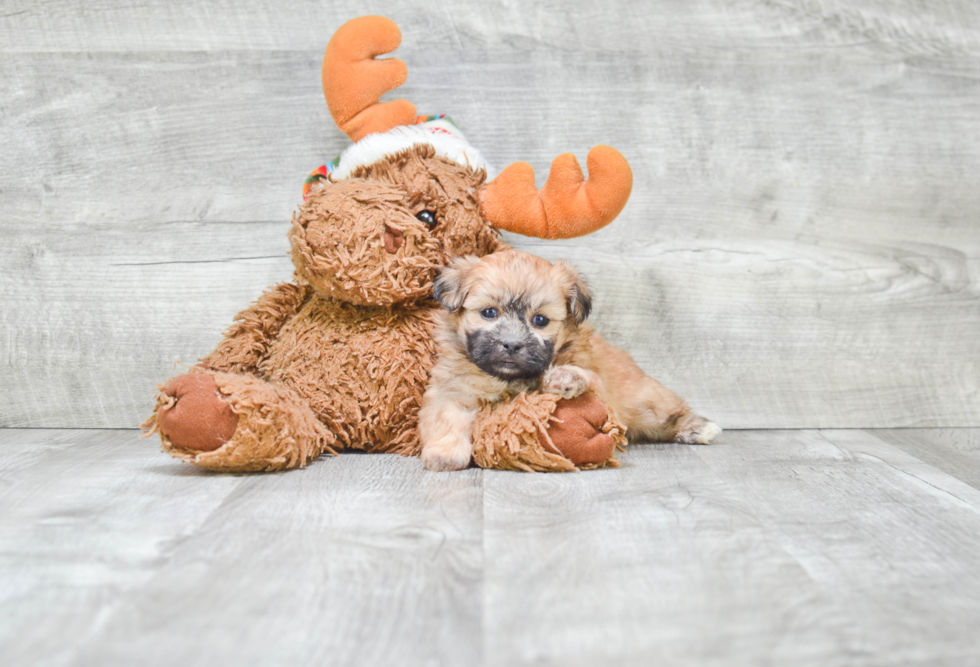 Funny Teddy Bear Designer Pup