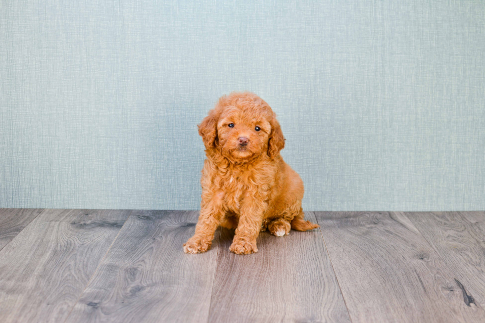 Best Mini Goldendoodle Baby