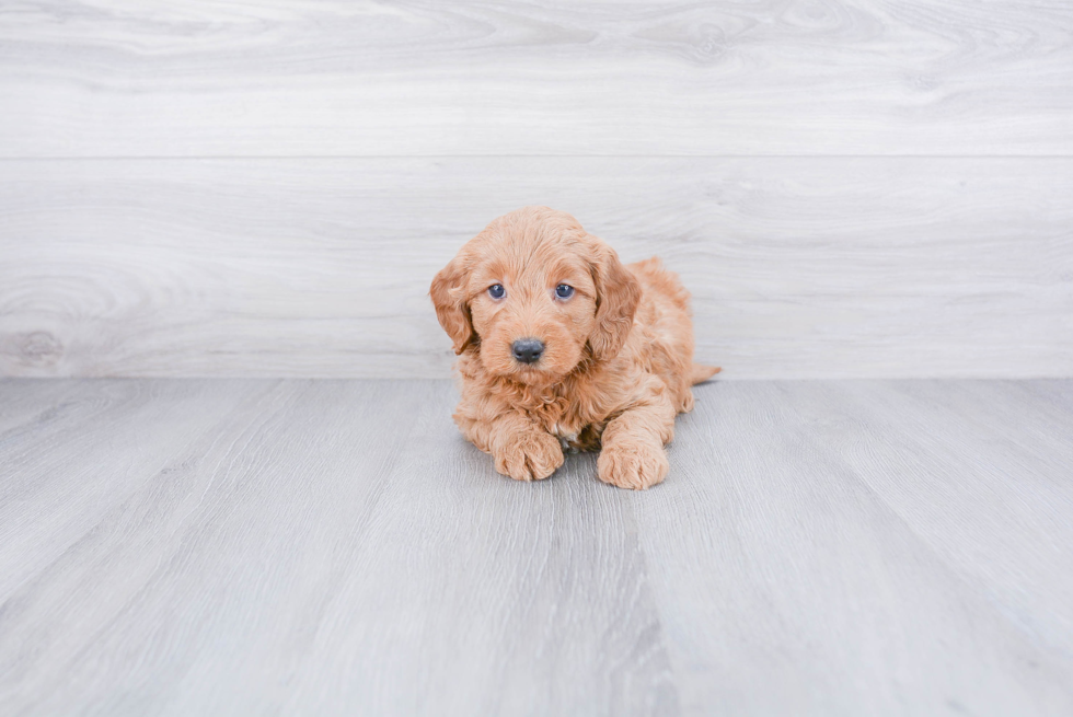 Mini Goldendoodle Puppy for Adoption