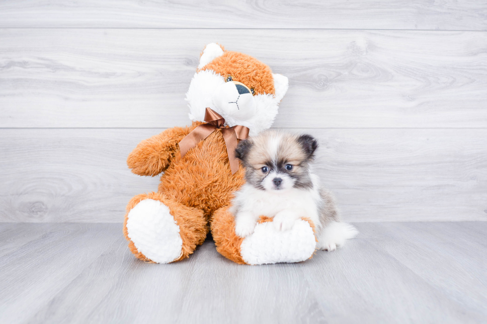 Pomeranian Pup Being Cute