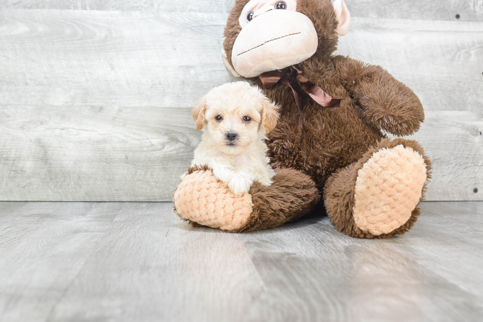 Maltipoo Pup Being Cute