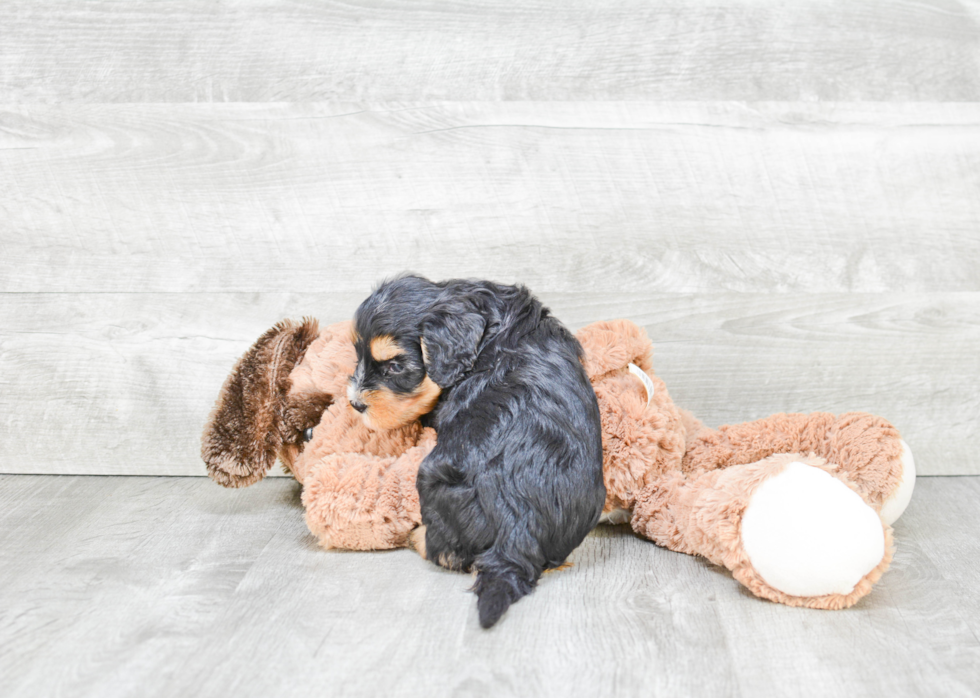 Adorable Bernadoodle Poodle Mix Puppy