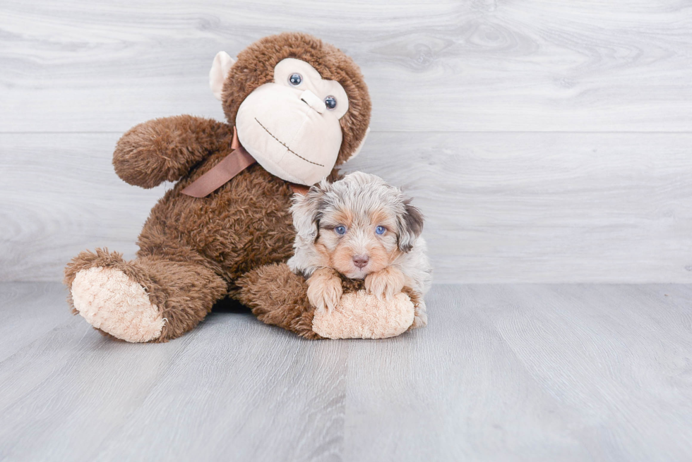 Cute Mini Aussiedoodle Baby