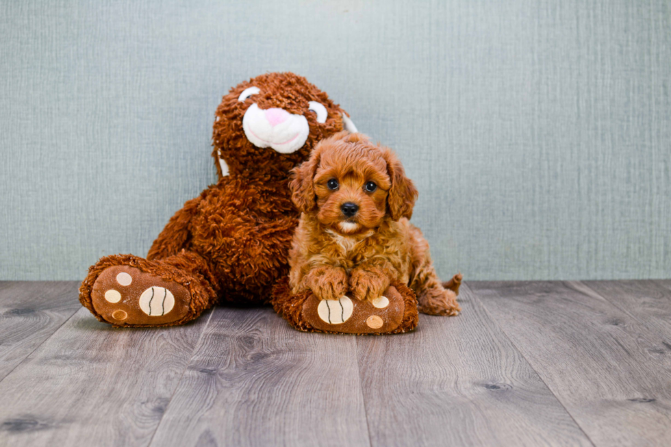 Cavapoo Pup Being Cute