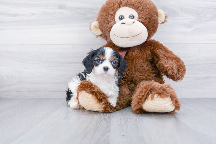 Energetic Cavalier King Charles Spaniel Purebred Puppy