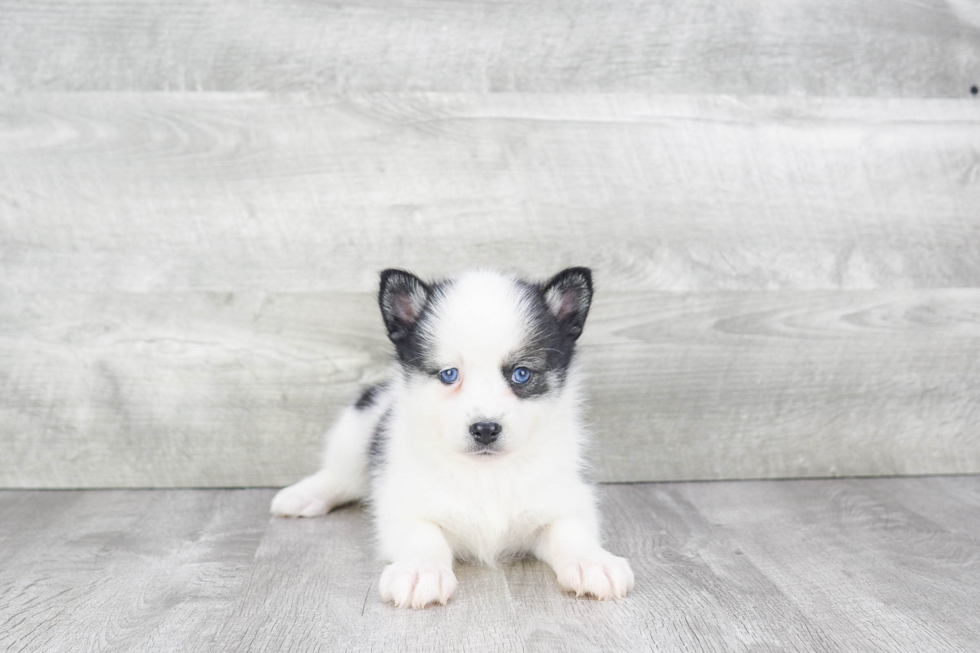 Best Pomsky Baby