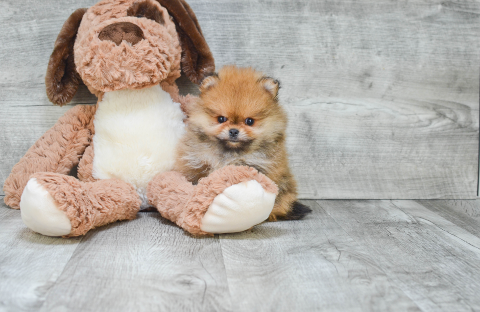 Akc Registered Pomeranian Baby