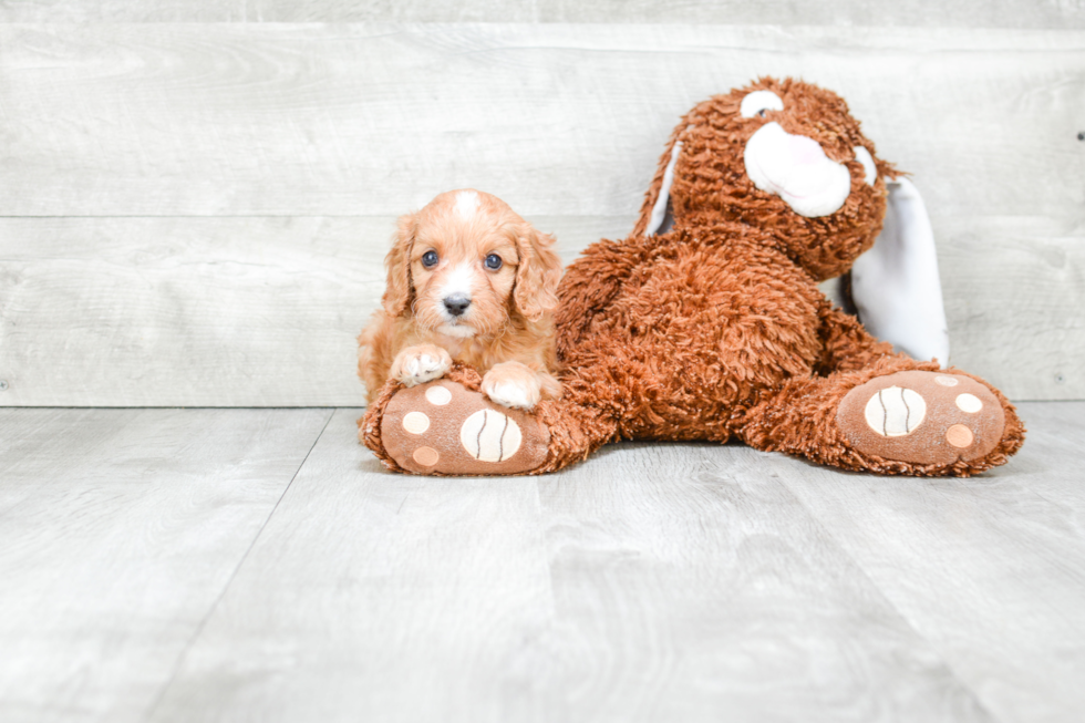 Smart Cavapoo Poodle Mix Pup