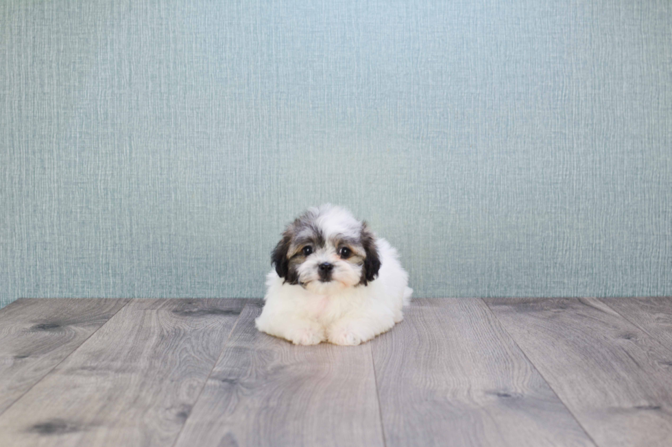 Teddy Bear Pup Being Cute