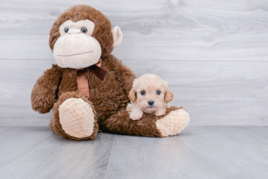 Friendly Cavachon Baby