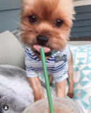 Small Yorkshire Terrier Pup