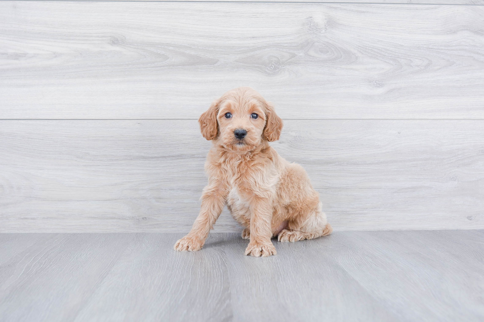 Little Golden Retriever Poodle Mix Puppy