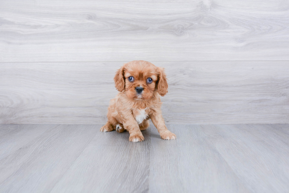 Cavalier King Charles Spaniel Pup Being Cute