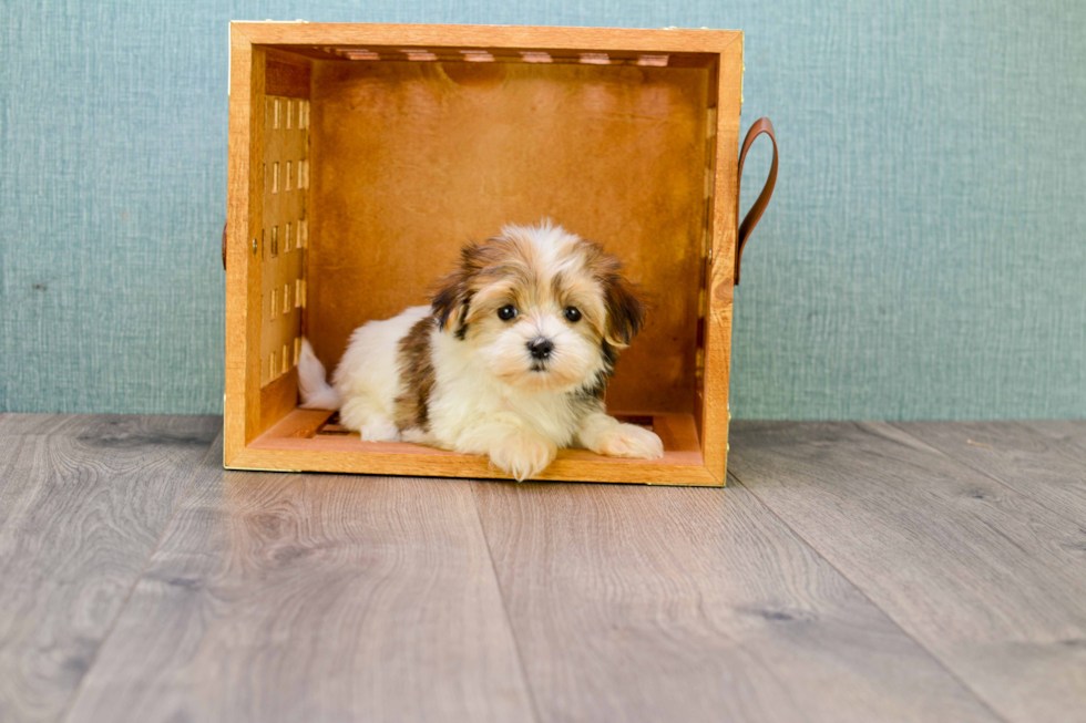 Best Morkie Baby