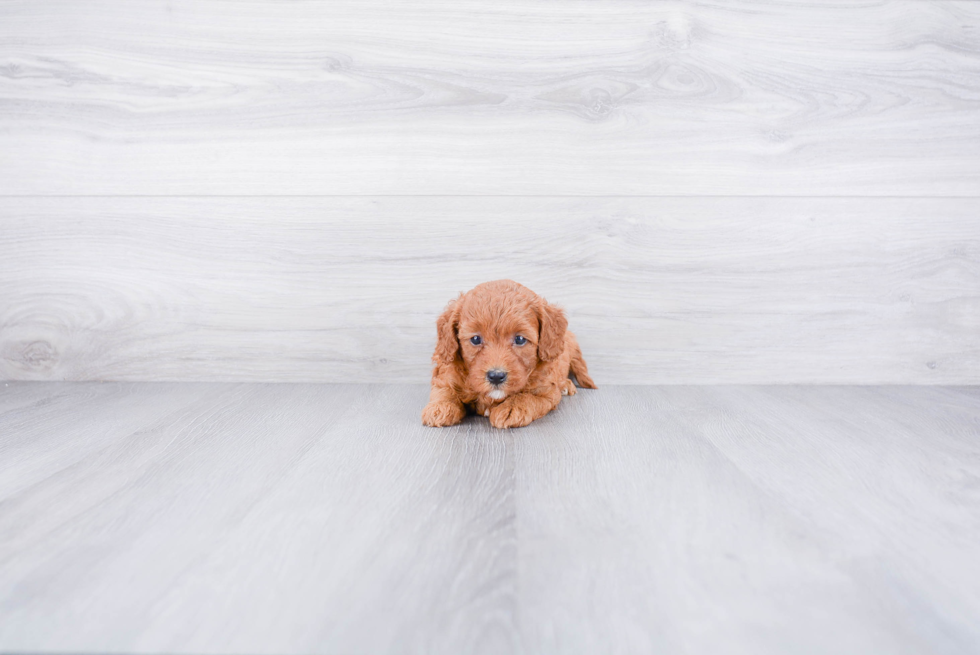 Happy Mini Goldendoodle Baby