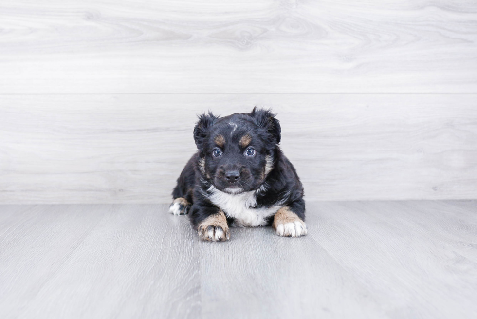 Best Mini Aussiedoodle Baby