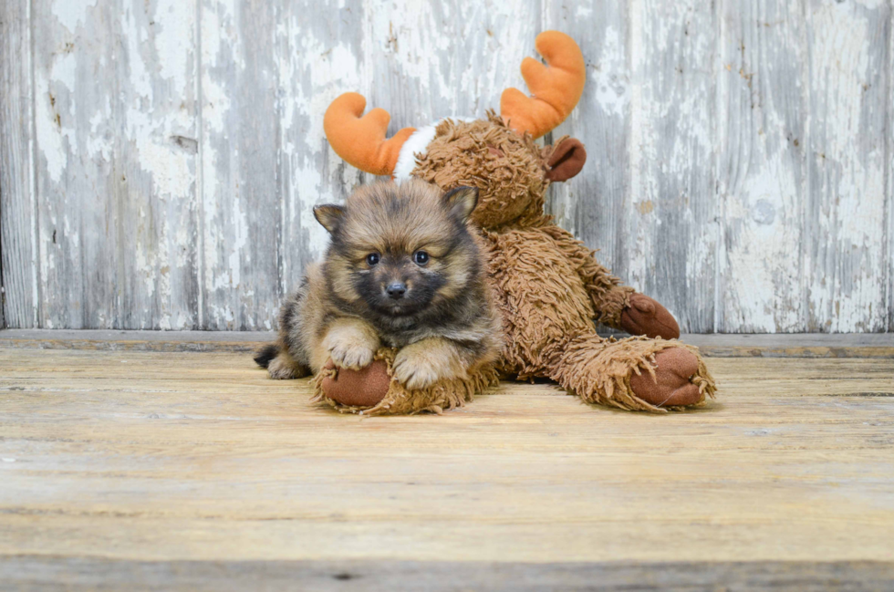 Energetic Pomeranian Purebred Puppy