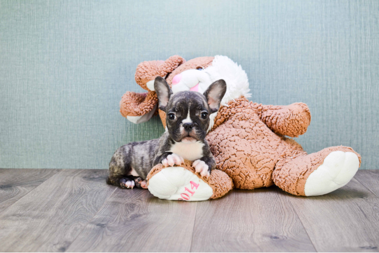 French Bulldog Pup Being Cute