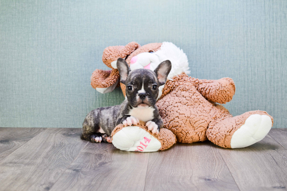 French Bulldog Pup Being Cute