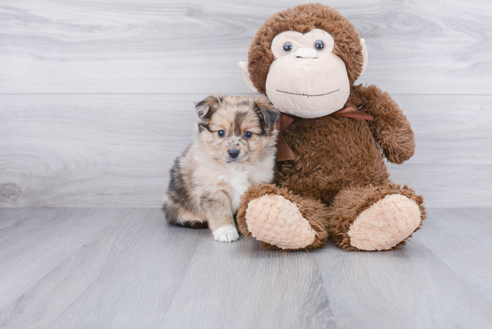 Friendly Pomsky Baby