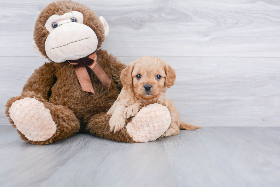 Small Cavapoo Baby