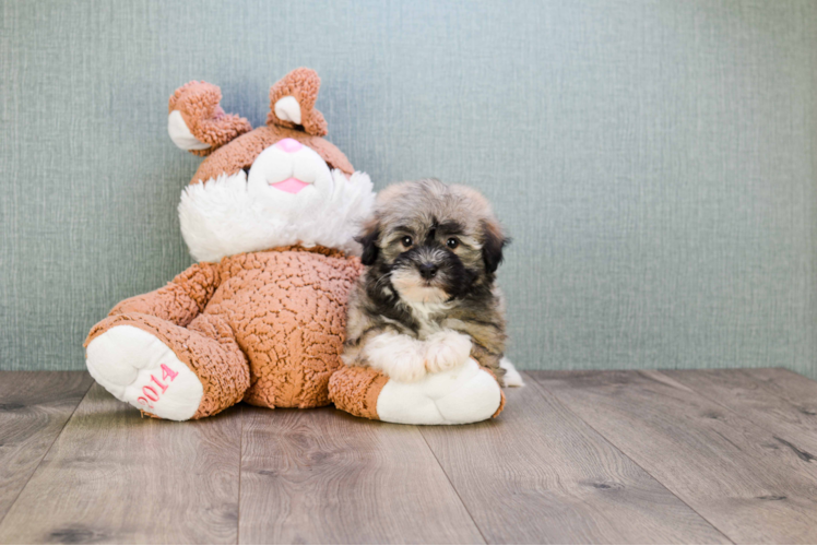 Havanese Puppy for Adoption