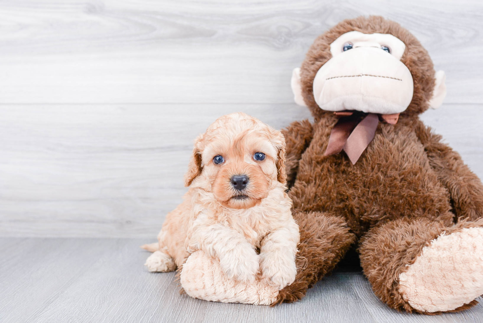 Cavapoo Pup Being Cute