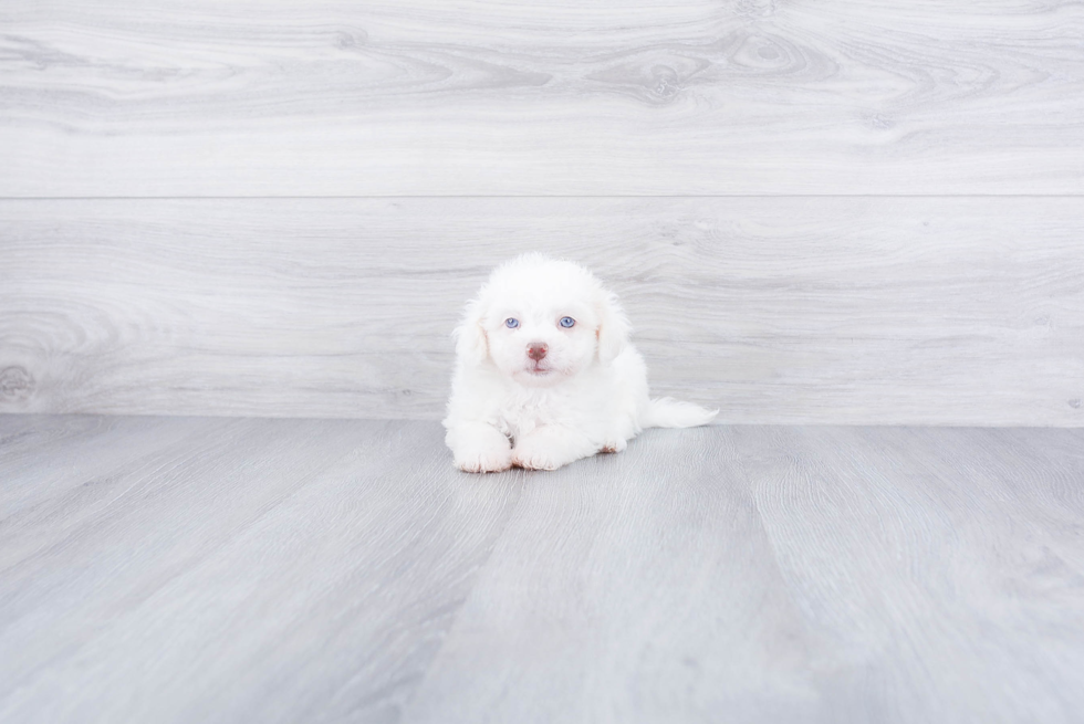 Havanese Puppy for Adoption